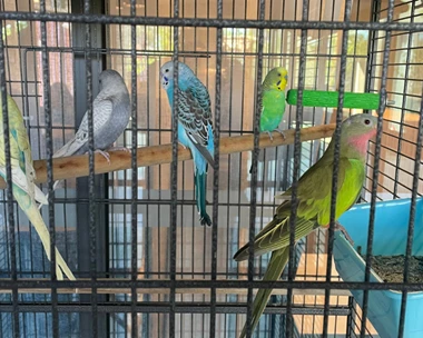 Birds Flying High